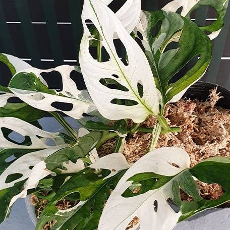 Monstera Adansonii Albo Variegated