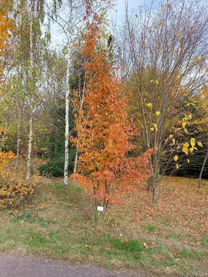 Allegheny Serviceberry