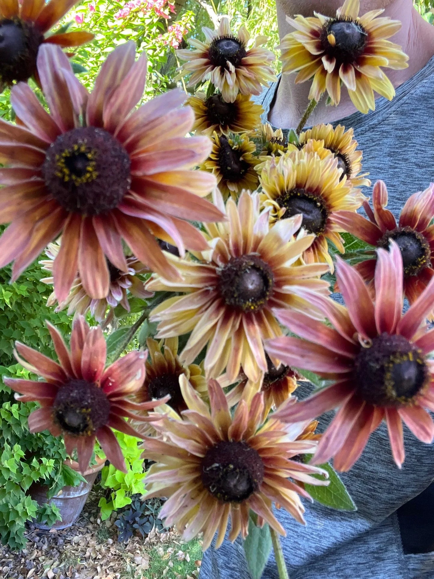 Rudbeckia Sahara seeds