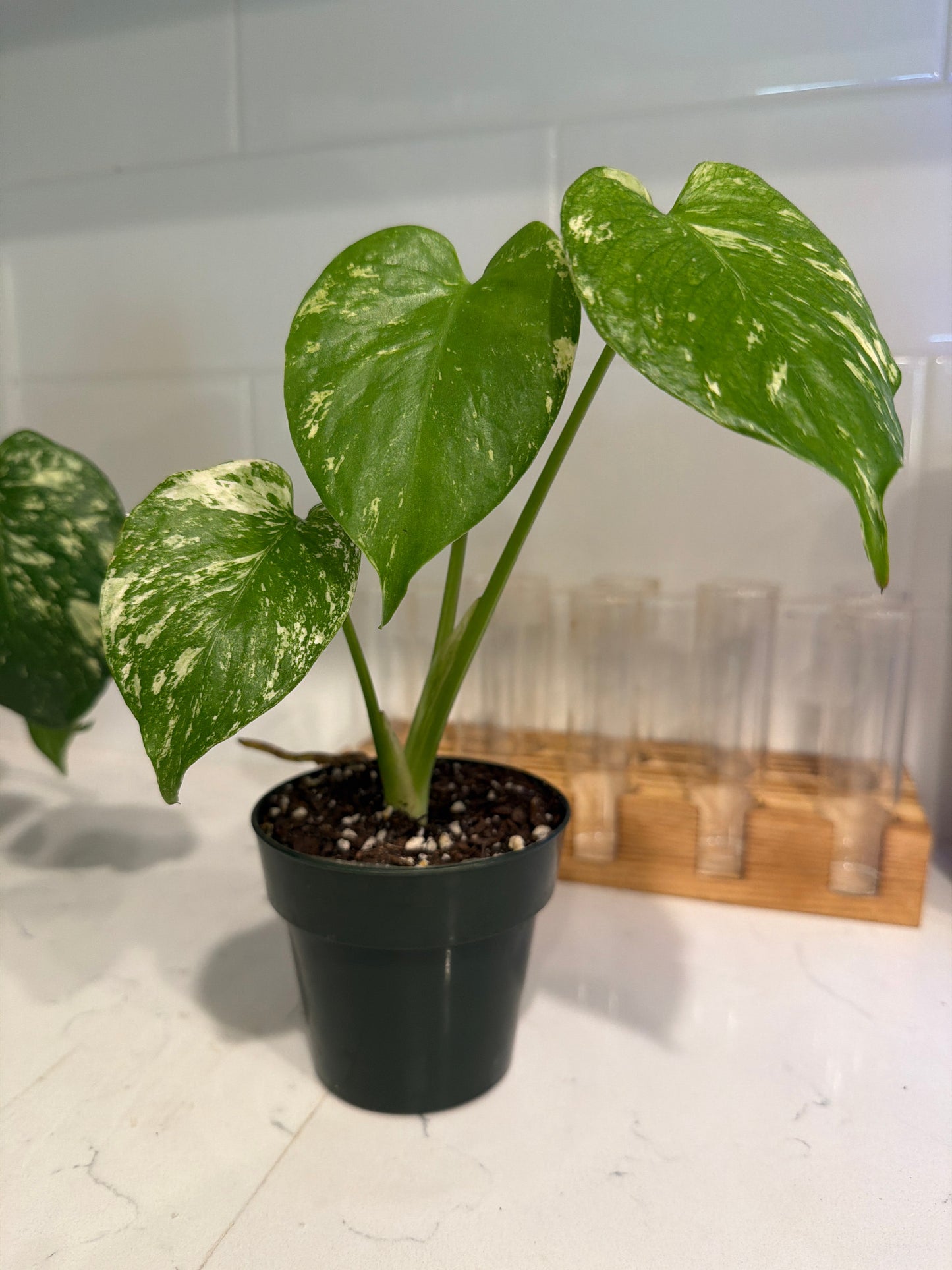 Monstera 'Mint' 3.5 inch Nursery Pot