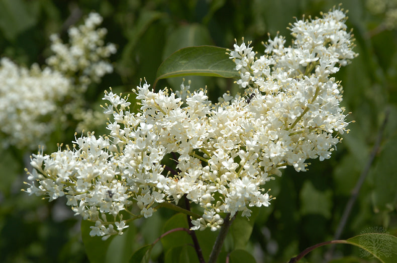 Japanese Lilac 'Ivory Silk Tree'