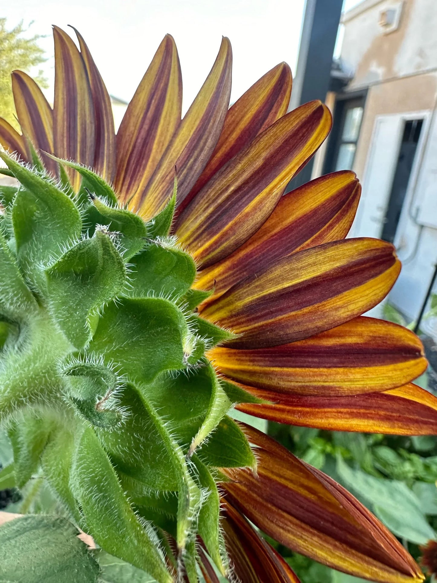 Sunflower Rouge Royal seeds