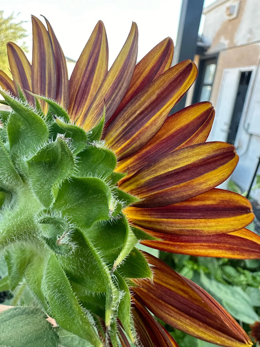 Sunflower Rouge Royal seeds