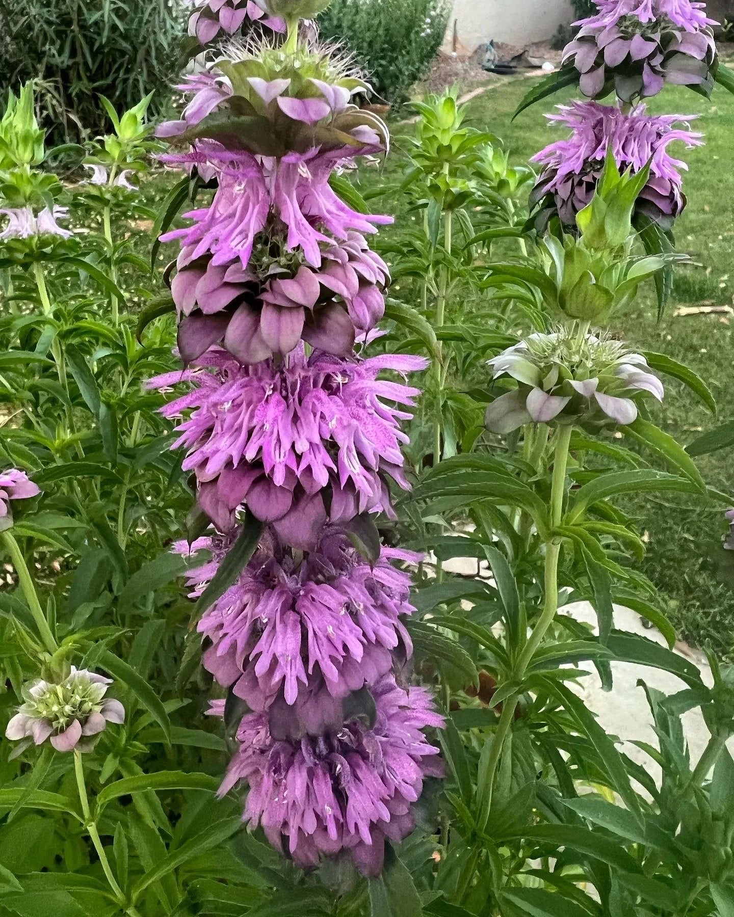 Monarda - Annual bee balm seeds