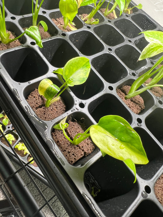 Monstera Yellow Marilyn Starter