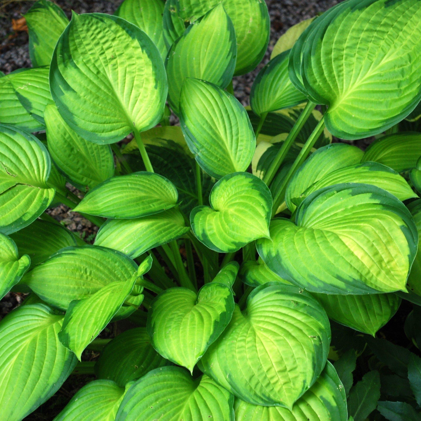 Hosta 'Guacamole'