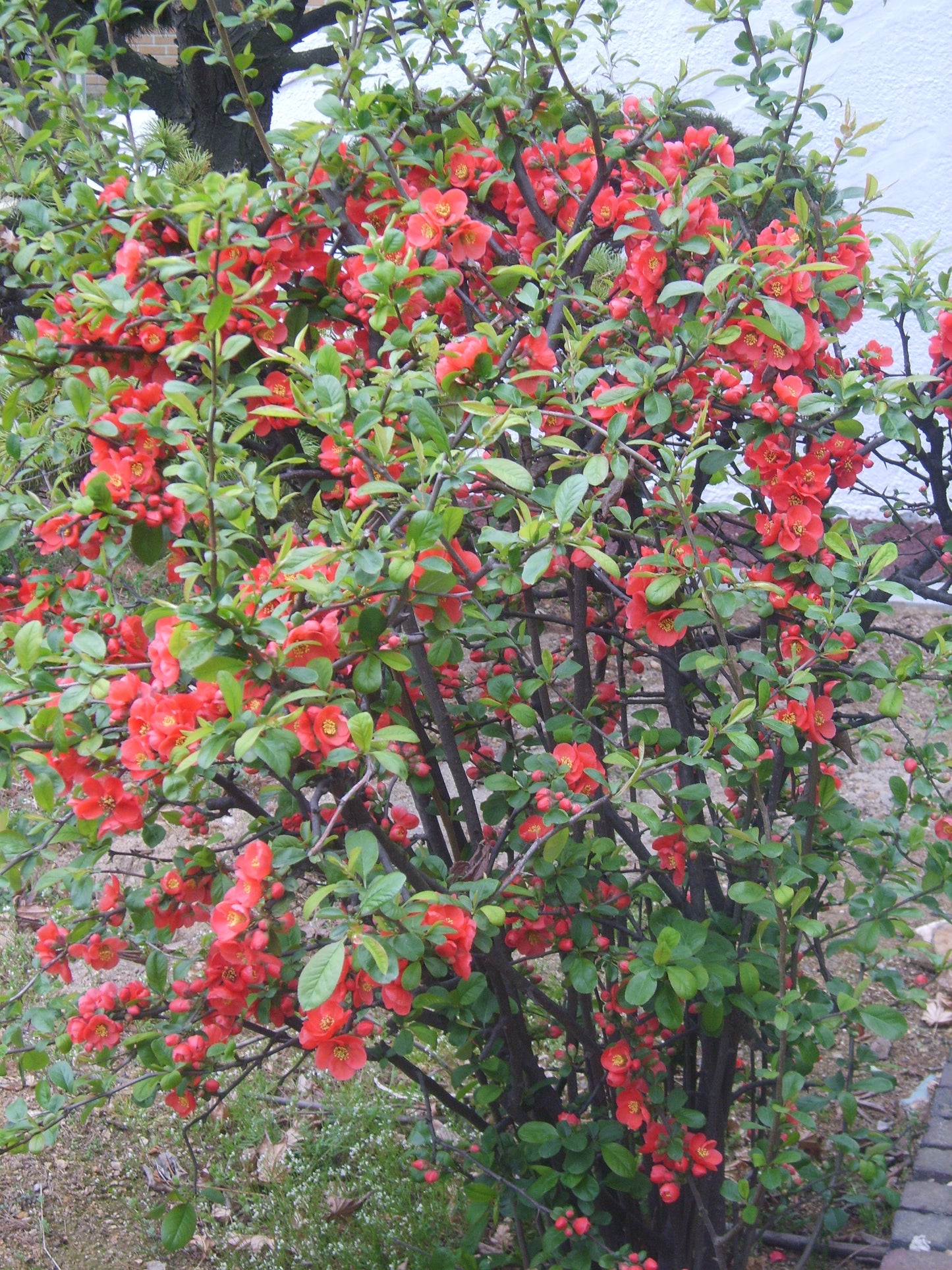 Flowering Quince 'Texas Scarlet'
