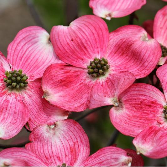 Flowering Dogwood Tree 'Cherokee Brave Dogwood'
