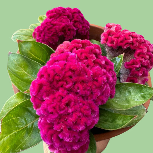 Cockscomb celosia brainiac Think 'Pink' Seeds