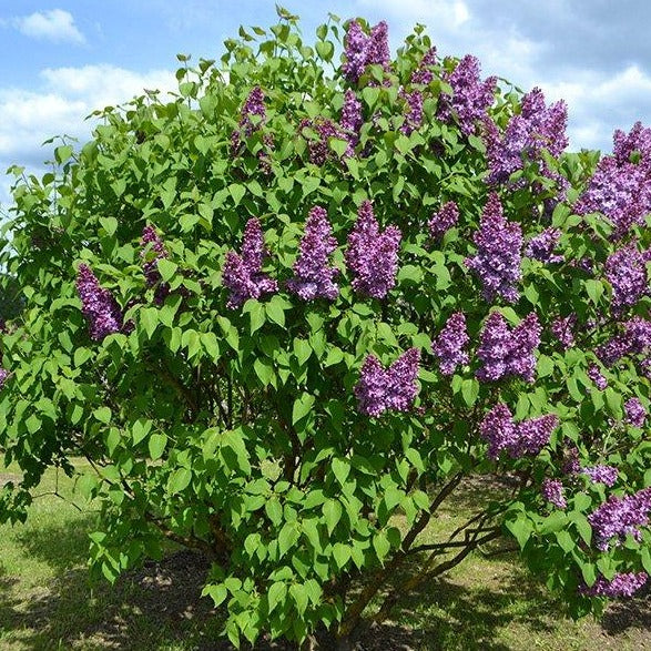 Lilac 'Common'