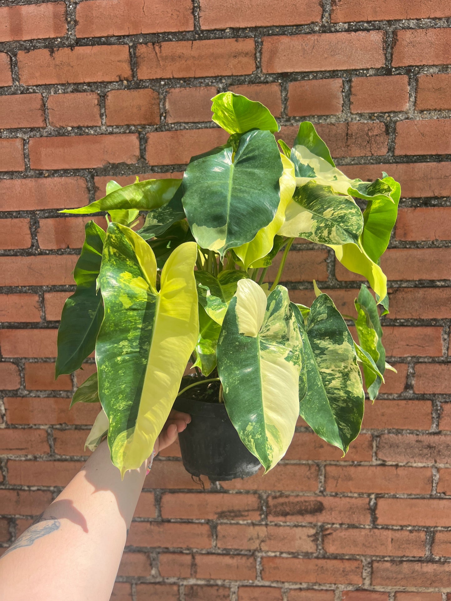 Philodendron Burle Marx Variegated