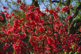 Flowering Quince 'Red Dragons Blood'