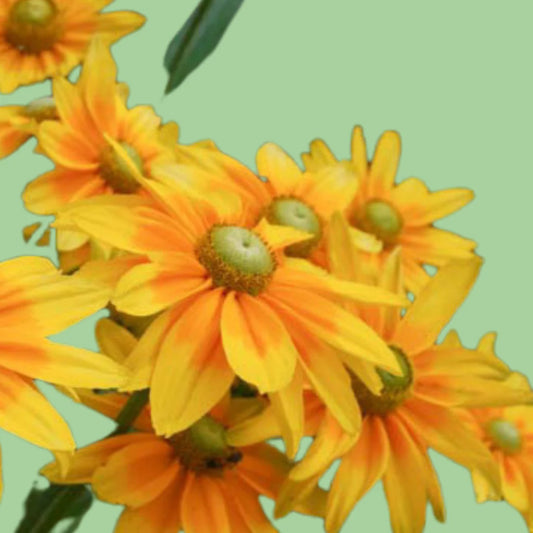 Rudbeckia Irish eyes flower seeds