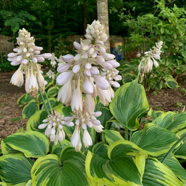 Hosta 'Earth Angel'