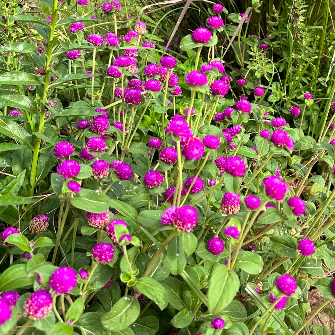 Gomphrena Gnome 'purple' seeds