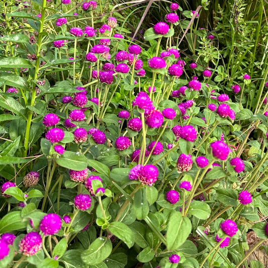 Gomphrena Gnome 'purple' seeds