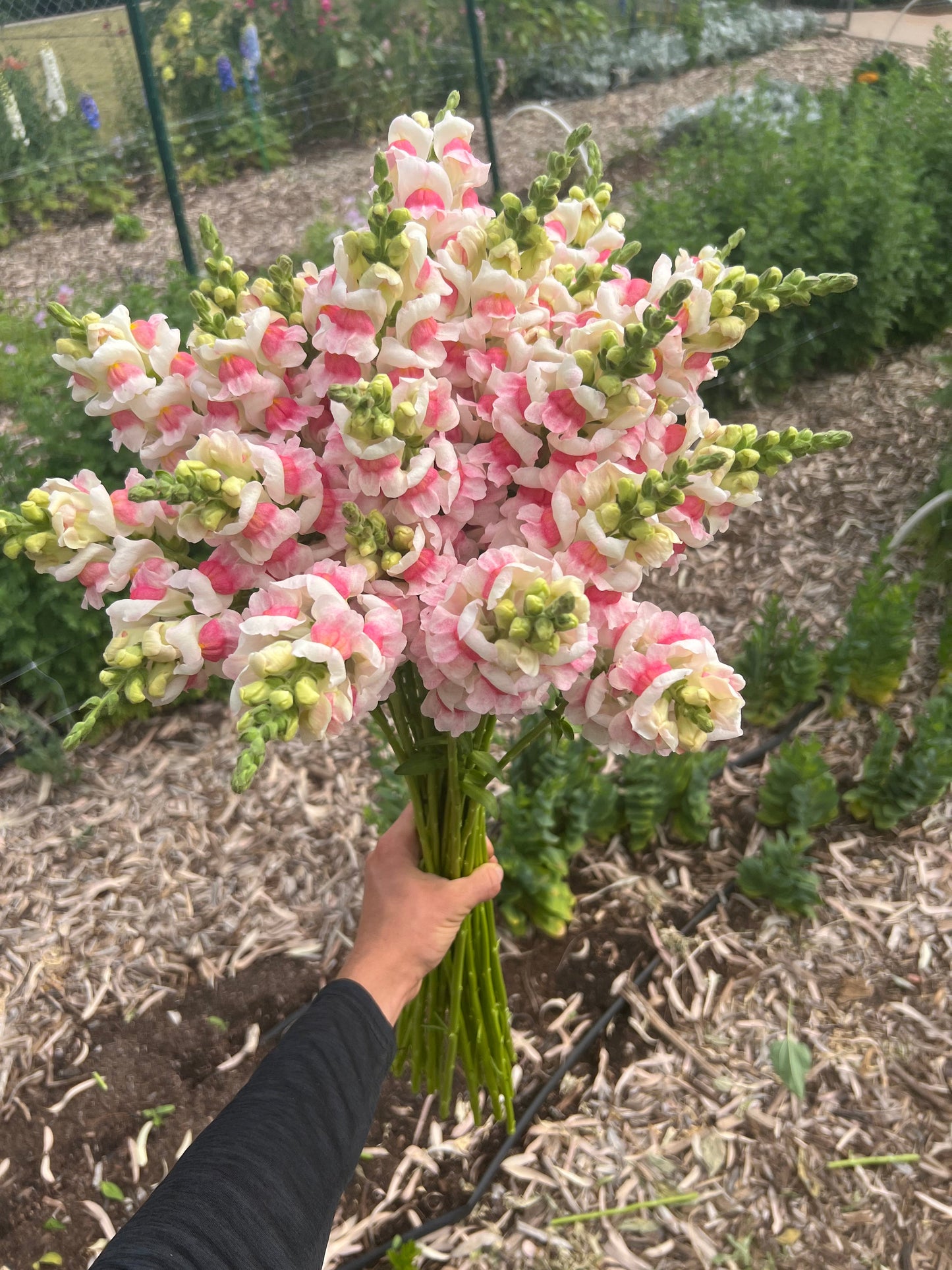 Snapdragon Potomac appleblossom seeds