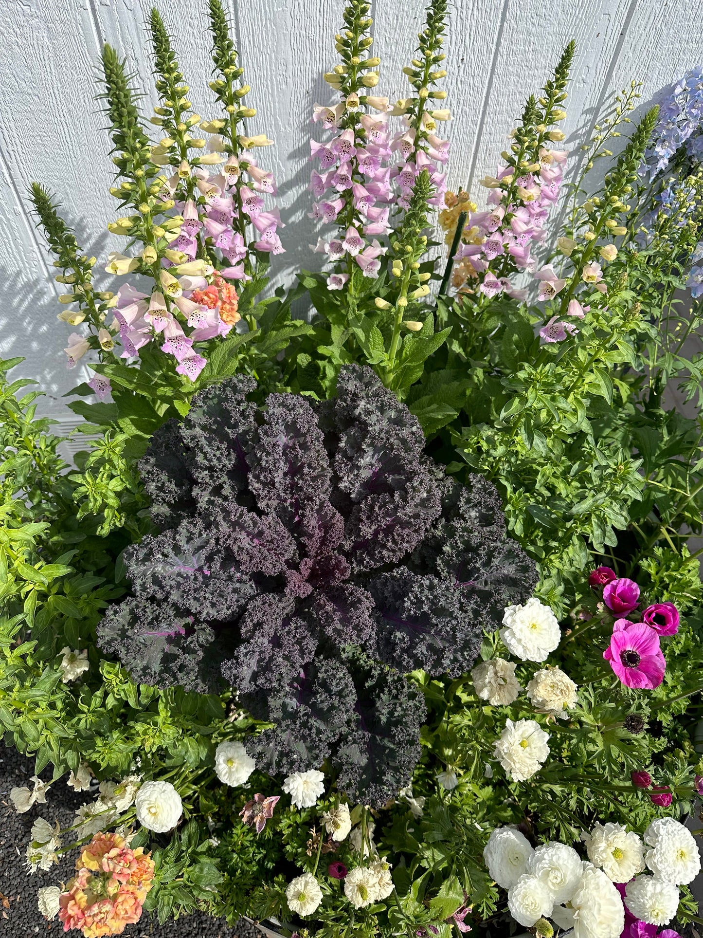 Scarlet red Kale seeds