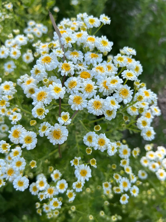 Feverfew 'Tetra White' seeds