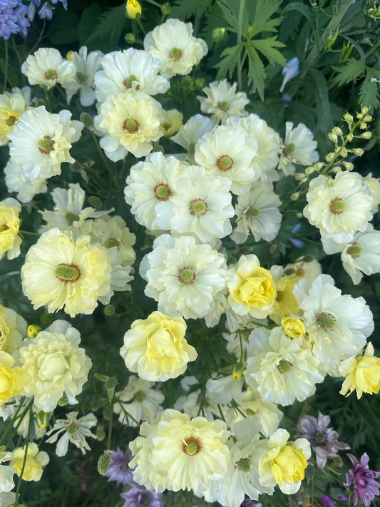 Butterfly Ranunculus ‘Helios’