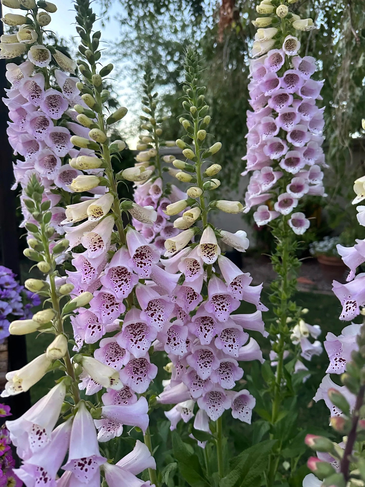 Foxglove Camelot 'Lavender' seeds