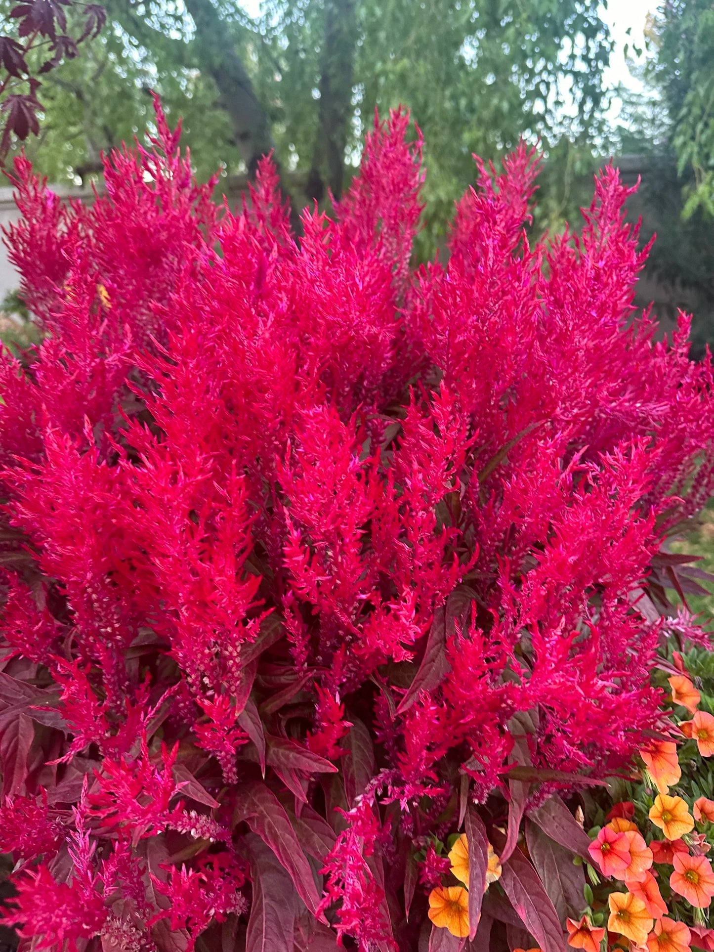 Celosia 'Dragons Breath' Seeds