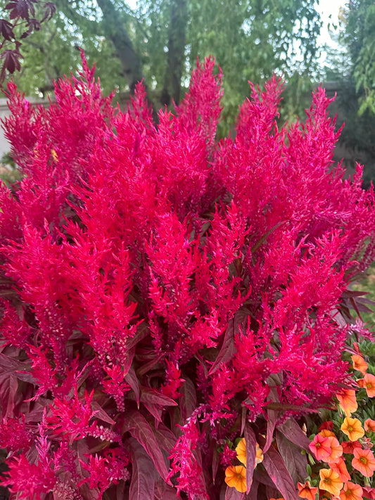 Celosia 'Dragons Breath' Seeds