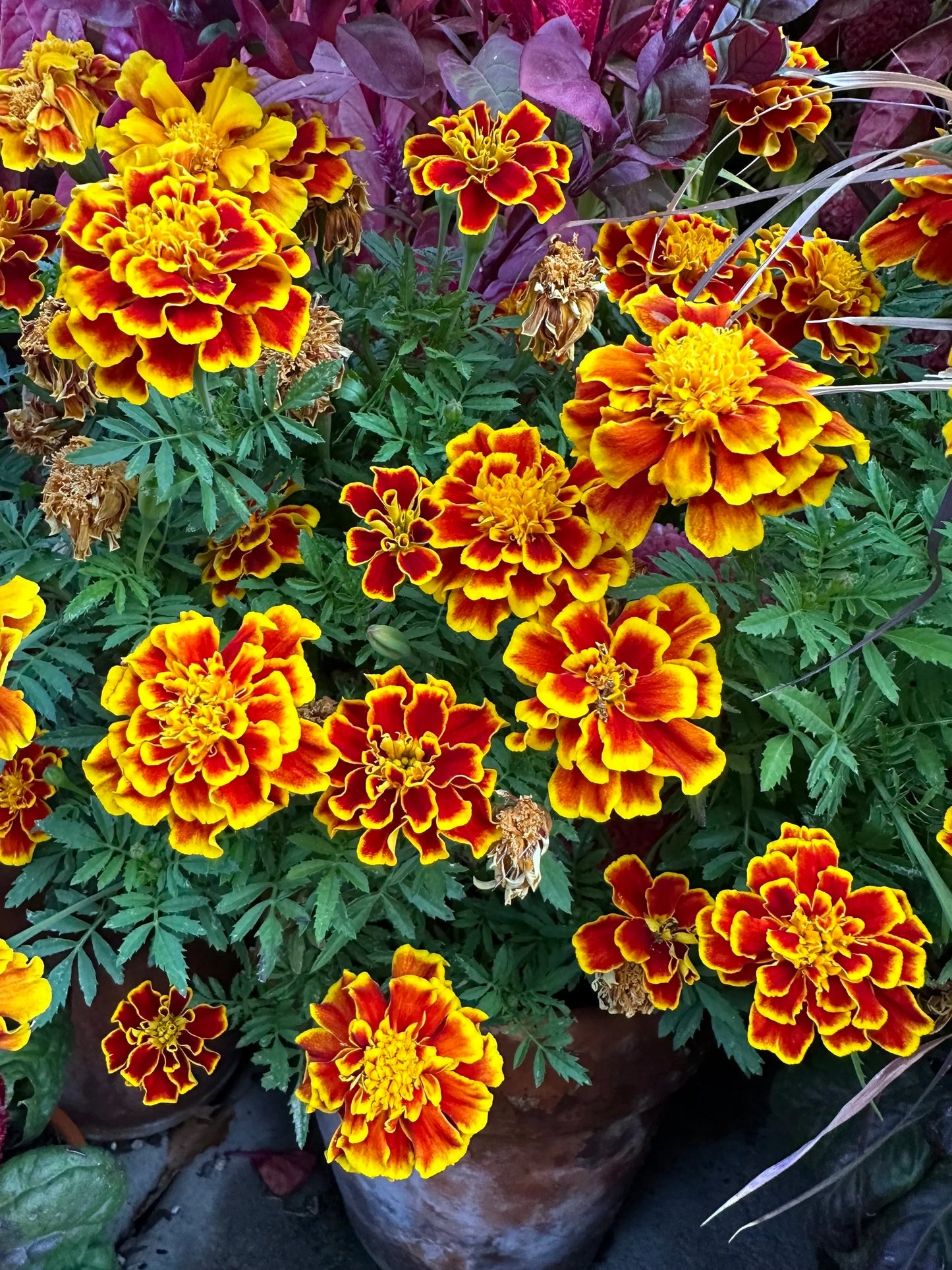 Marigold Durango 'Bee' seeds