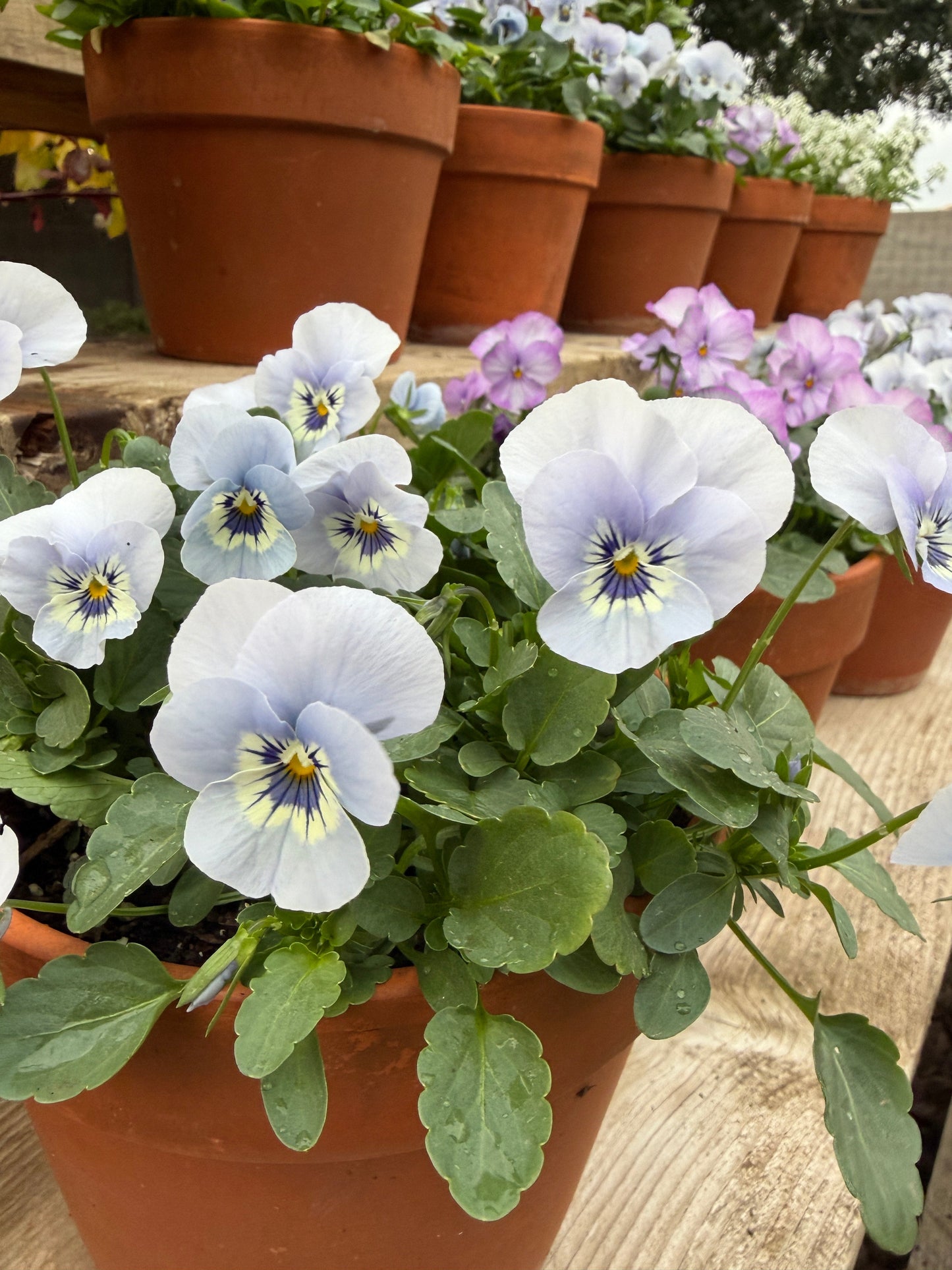 Viola Sorbet 'Marina Blue'  Seeds