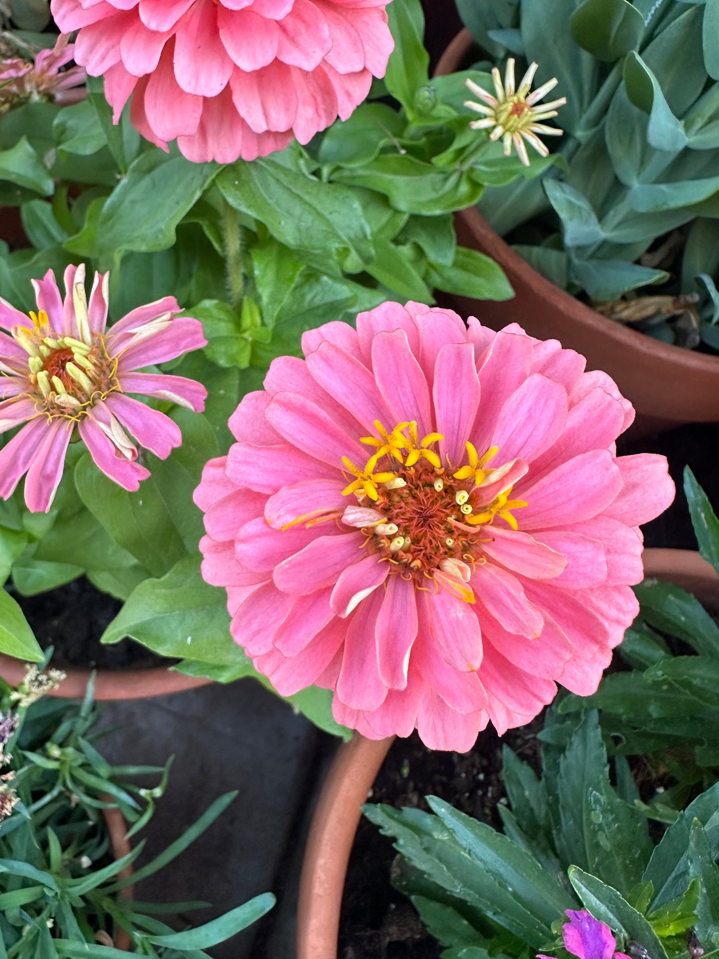 Zinnia Magellan 'salmon' seeds