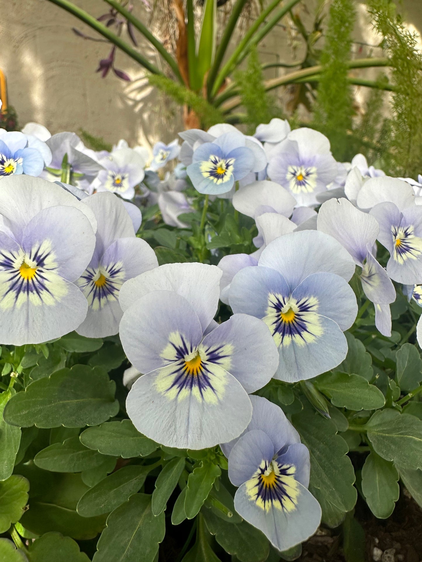 Viola Sorbet 'Marina Blue'  Seeds