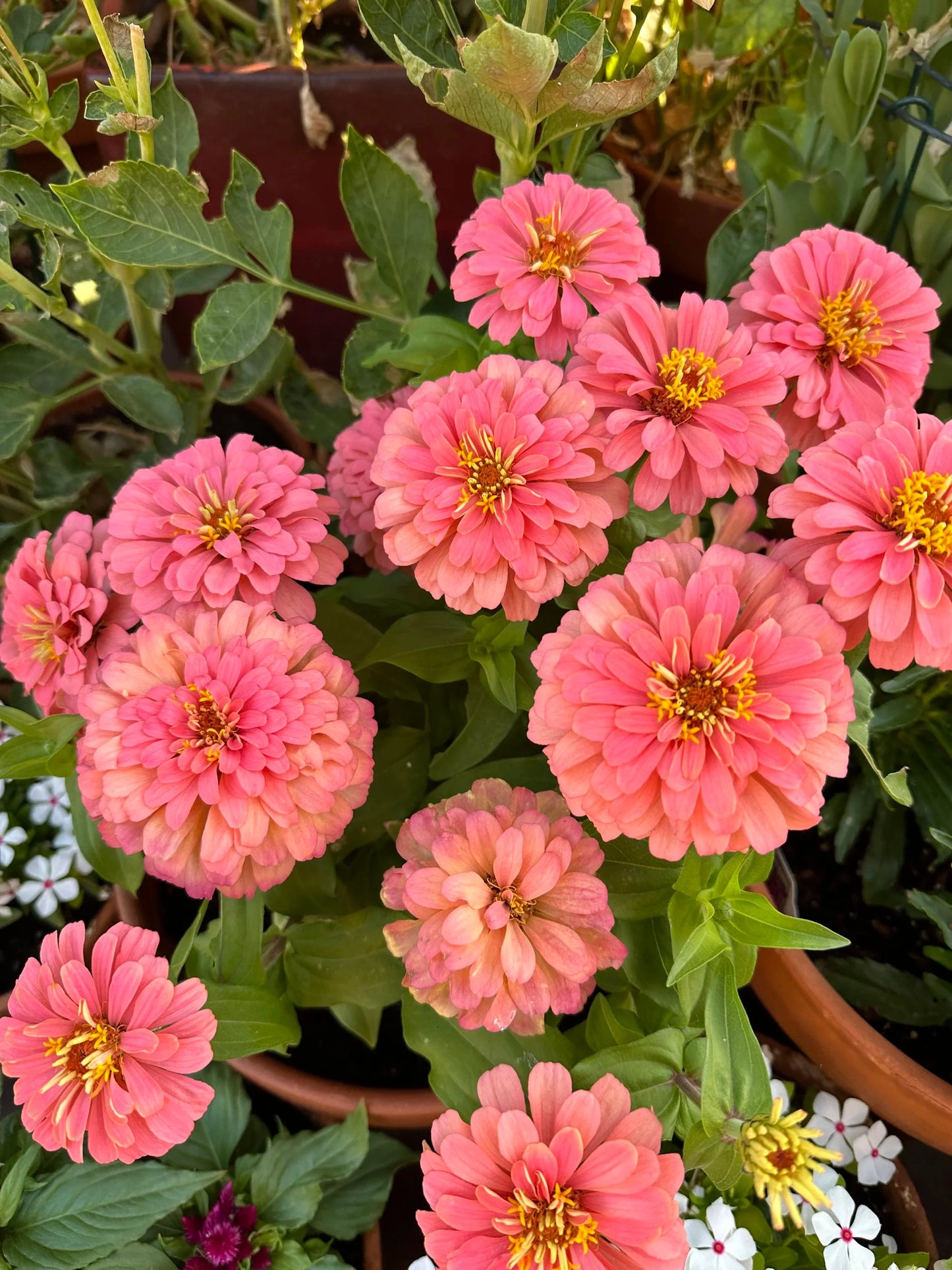 Zinnia Magellan 'salmon' seeds