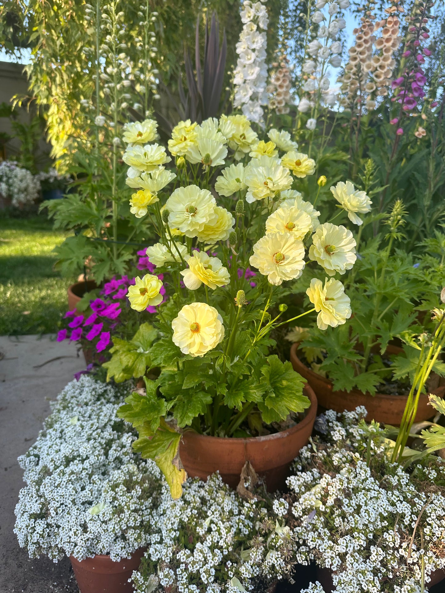 Butterfly Ranunculus ‘Helios’
