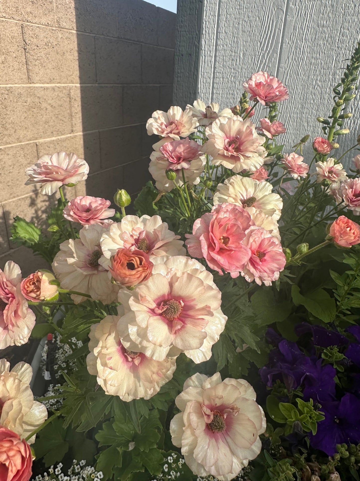Butterfly Ranunculus Ariadne