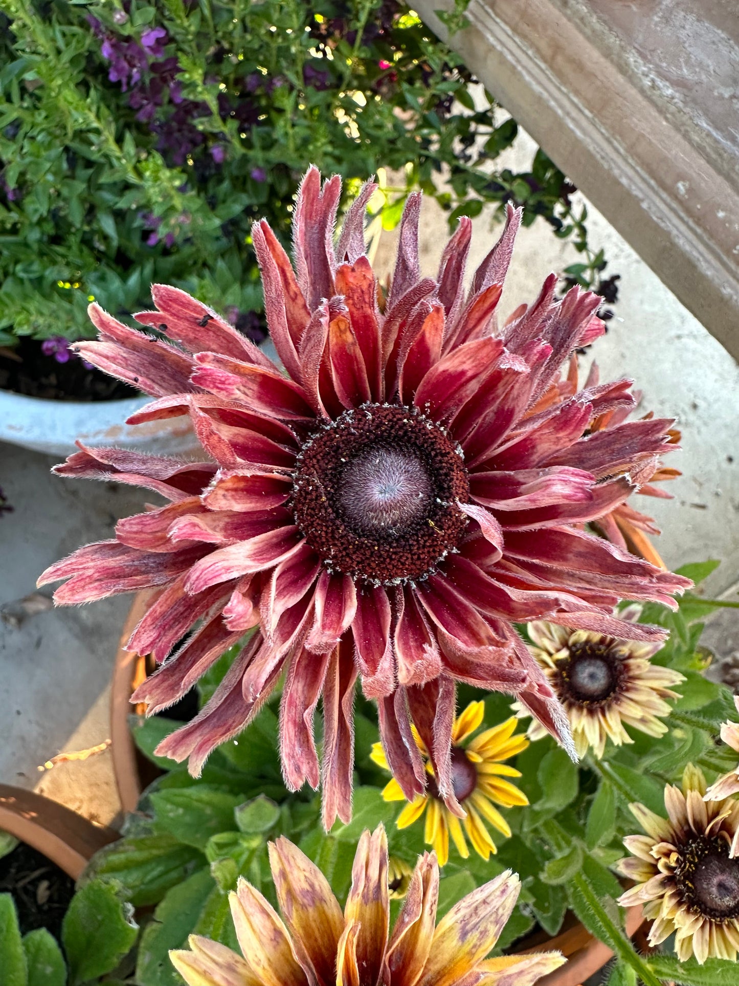 Rudbeckia Sahara seeds