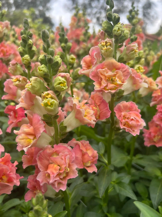 Snapdragon Madame Bronze with White seeds