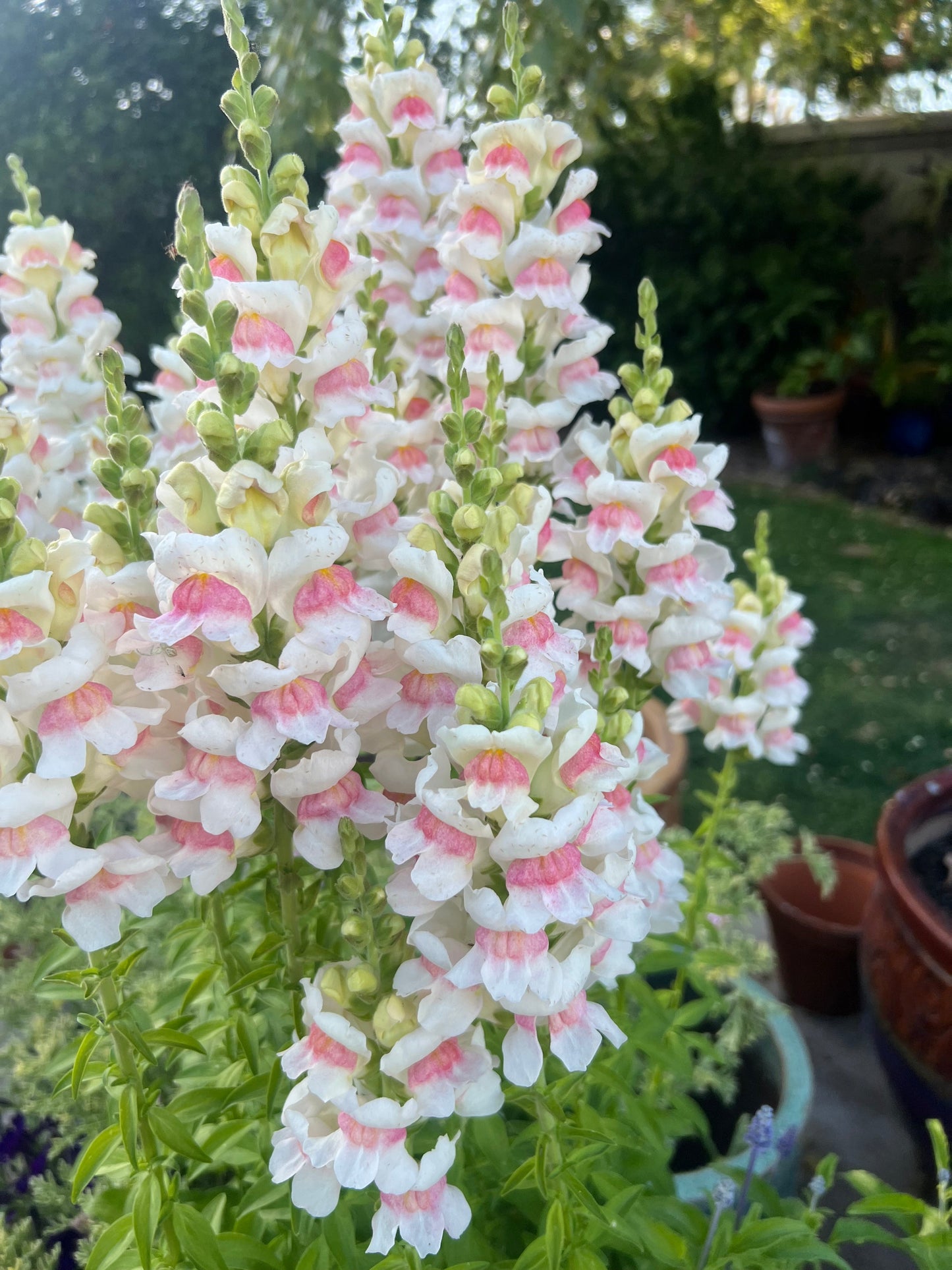 Snapdragon Potomac appleblossom seeds