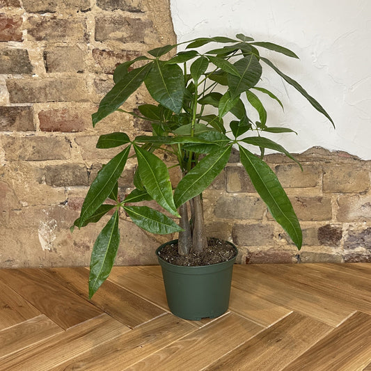 Pachira Braid "Money Tree"