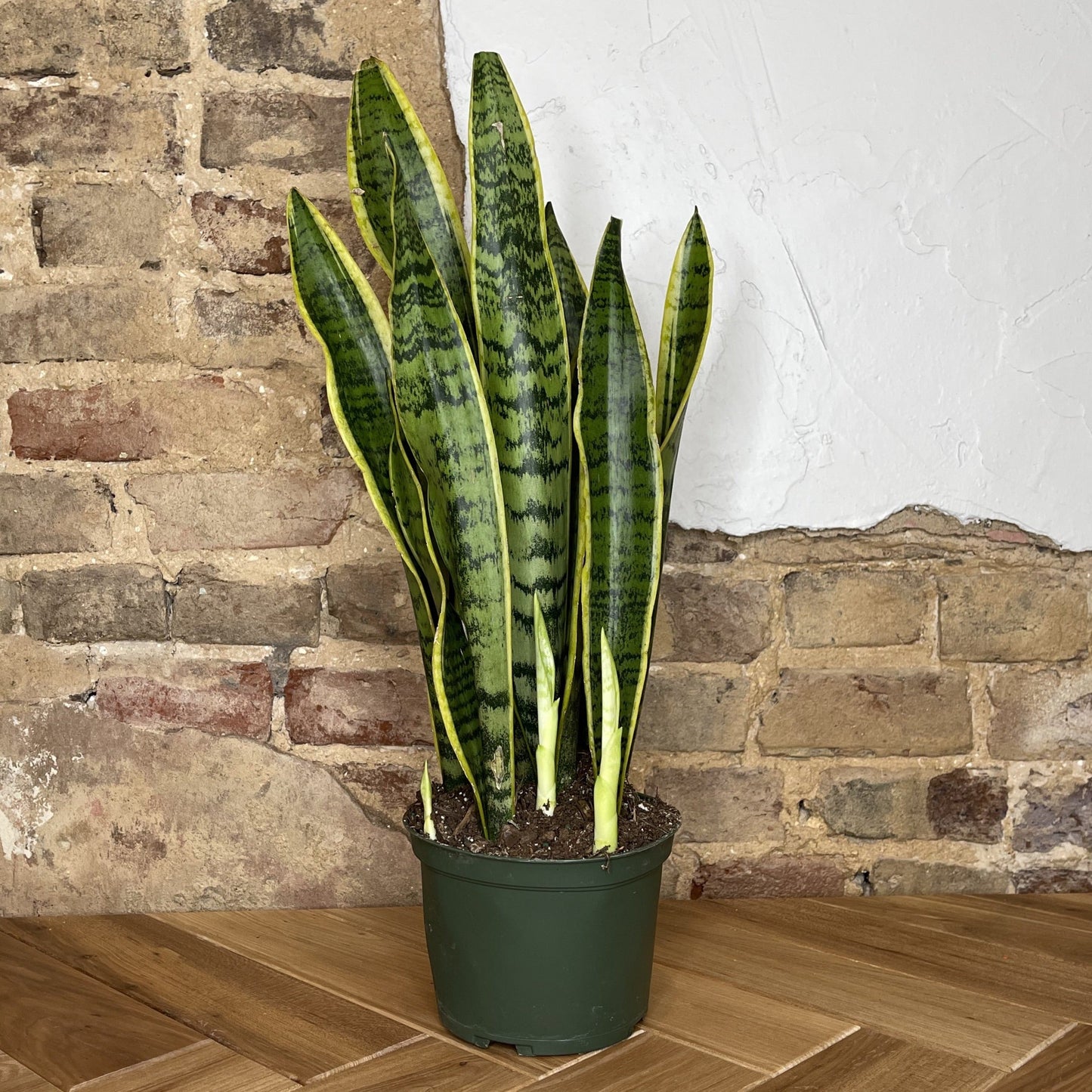 Snake Plant Laurentii