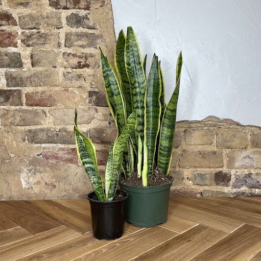 Snake Plant Laurentii