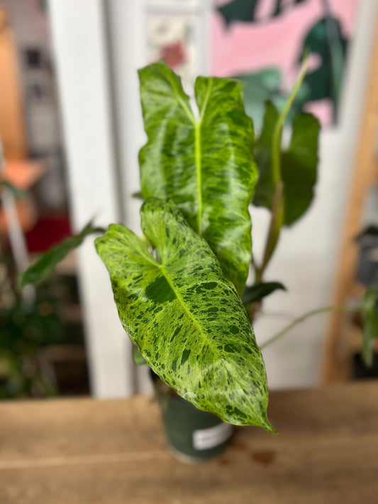 Philodendron Paraiso Verde