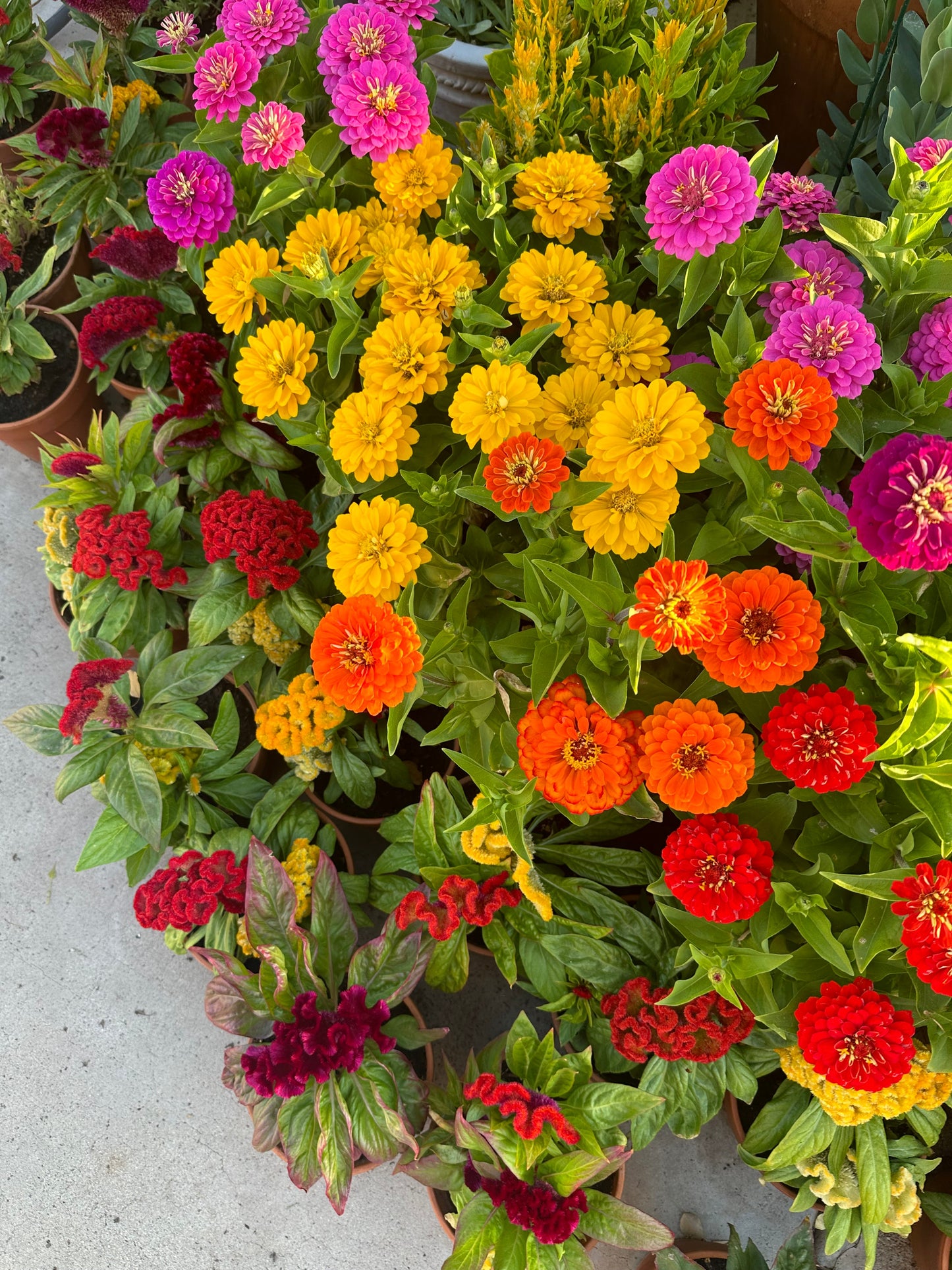 Zinnia 'Short  Stuff' Seeds