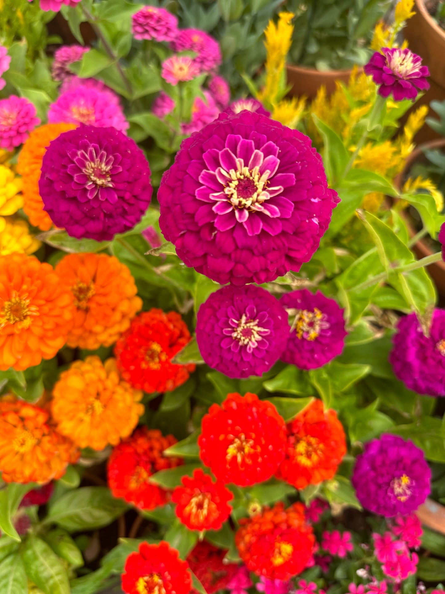 Zinnia 'Short  Stuff' Seeds