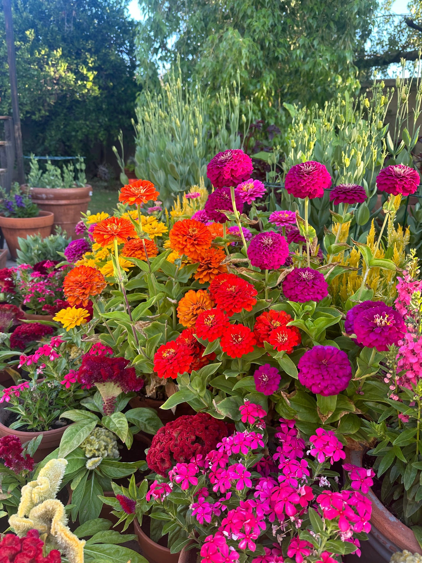 Zinnia 'Short  Stuff' Seeds