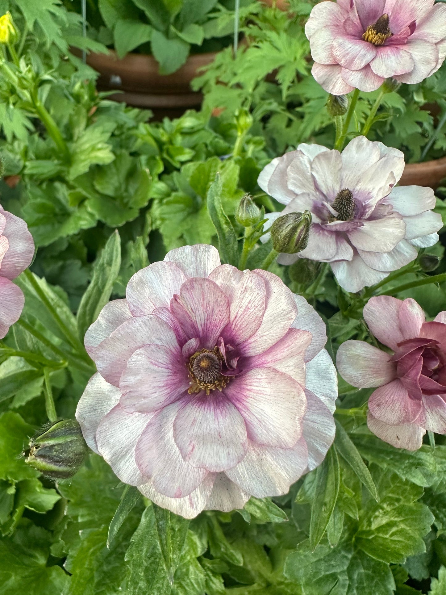 Butterfly Ranunculus 'Thiva'