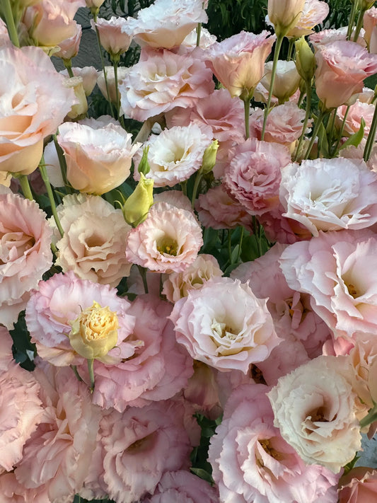 Lisianthus 'Champagne 3' seeds