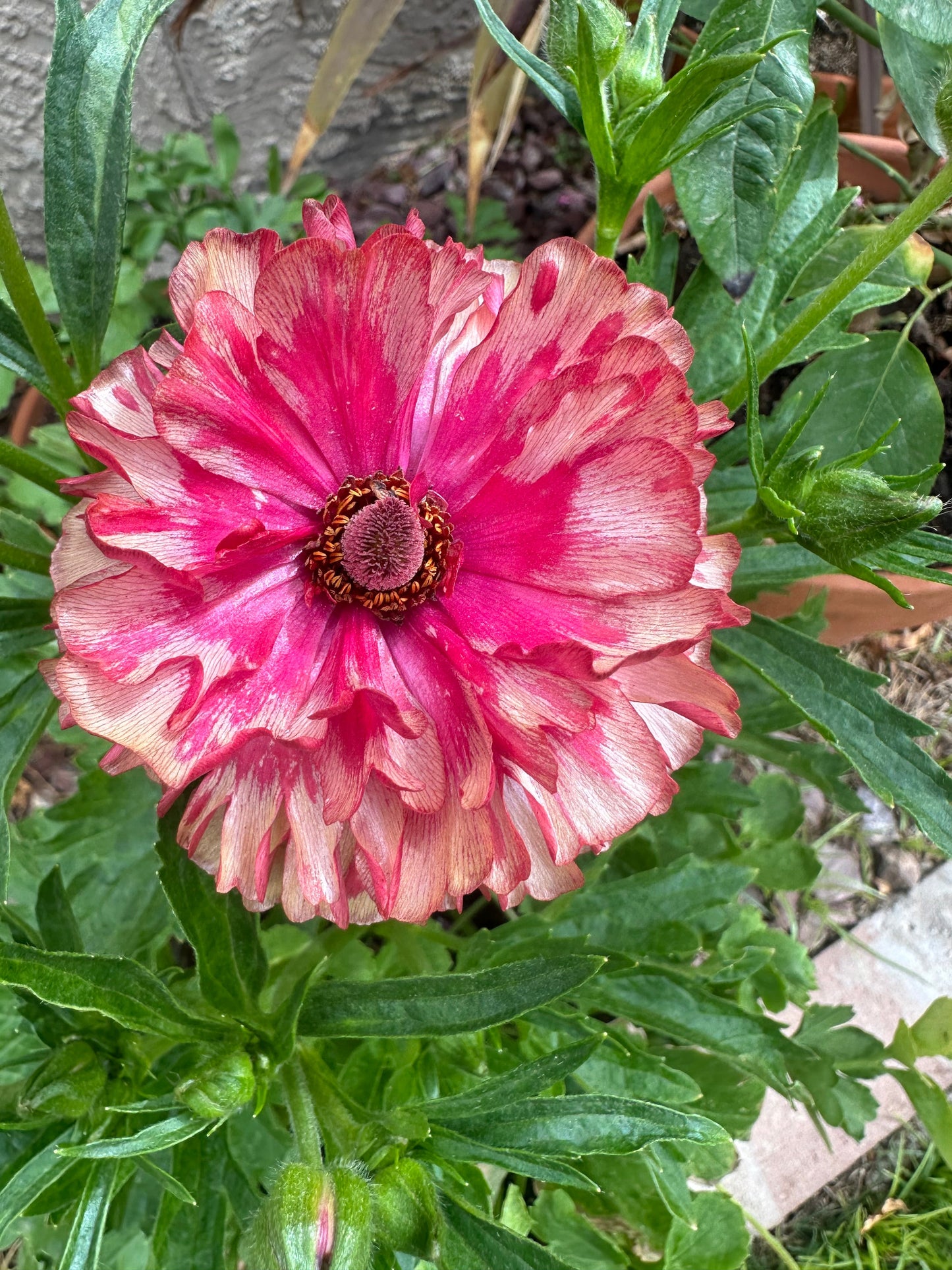 Butterfly Ranunculus ‘Musa’