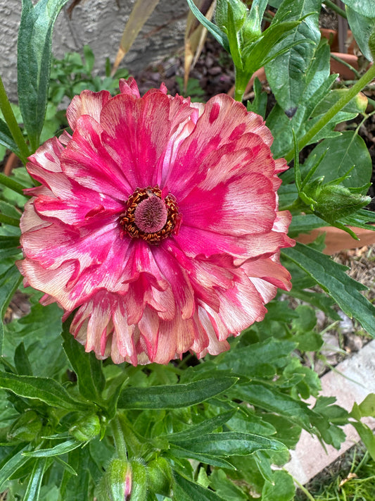 Butterfly Ranunculus ‘Musa’