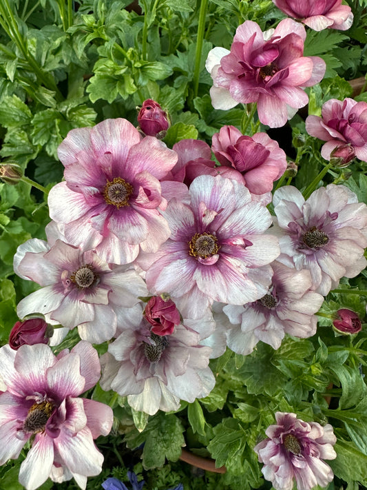 Butterfly Ranunculus 'Thiva'