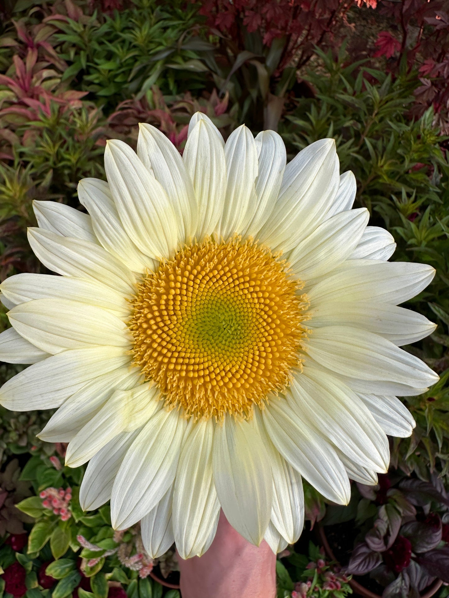 Sunflower procut white lite seeds